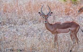 Some functions, such as lag() and rank(), can only be used in this analytic context. Impala Lesen Sie Von Dieser Verbreiteten Antilope