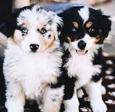 Australian Shepherd Smart Working Dog Cute Baby Animals Cute Animals Cute Little Animals