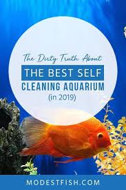 Pin On Fish Tank Ideas