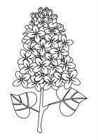 Desene de colorat » flori » liliac. Desene Cu Panselute De Colorat Imagini È™i PlanÈ™e De Colorat Cu Flori De Panselute