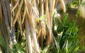 Image result for Cyrtanthus welwitschii