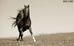 خيل يام Horses Arabian Horse Horse Photos