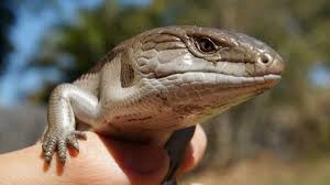 So, in your hunt for a new pet you've chosen (or perhaps are at least considering) adding a new scaly friend into the mix. 5 Best Pet Lizards For Beginners Are Lizards Good Pets