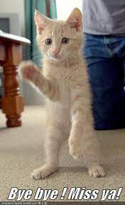 Bye Bye Miss Ya Funny Cat Memes Silly Cats Funny Cats