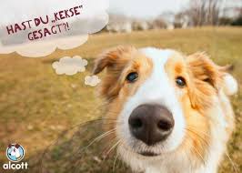 Lecker Leichte Hundekekse Hunde Kuchen Hundekekse Hunde