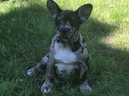 Healthy akc registerd male and female blue french bulldog puppies for sale.for more info and pics please just text me only using the 503. French Bulldog For Sale In Illinois Frenchieforsale Com
