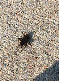 Image result for Philenoptera bussei