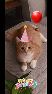 Happy 11th birthday to this sweet and special little girl ❤️xxx