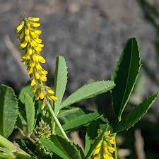 Image result for Melilotus indicus