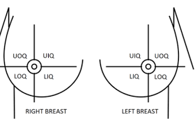 Anatomy quadrants / abdominal assessment for the correctional nurse: Lecture 8 Breast And Regional Lymphatics Flashcards Quizlet