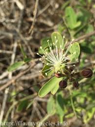 Image result for Maerua buxifolia