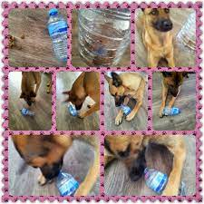 spellen denkspellenvoorjehond jouwweb nl shenki uhod za sobakoj sobaki