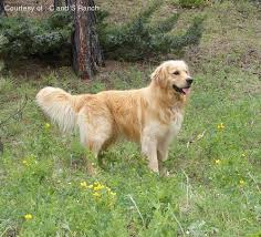 Piper the playful puppy's first month home in san francisco. Miniature Golden Retriever Pictures 2rojy32408