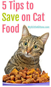 5 tips to save money on cat food my 3 little kittens best cat food cat food station diy cat food