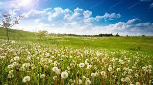 I grew up in a family with three girls and to only know sunny day is one of my favorite nick jr. Dandelion Field At Spring Sunny Day Photo By Leszekglasner On Envato Elements