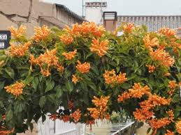 Image result for Pyrostegia