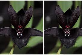 Image result for Microcoelia nyungwensis