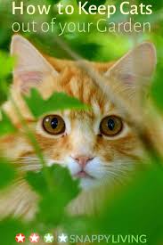 Wondering Where To Start As A Cat Owner Read This Article Continue With The Details At The Image Link Catscute Cats Cat Safe Plants Cat Care