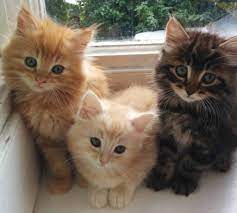Norwegian Forest Kittens London Gumtree Norwegianforestcat Baby Cats Kittens Cutest Norwegian Forest Kittens