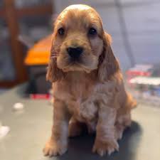 Image result for anglický kokršpaněl