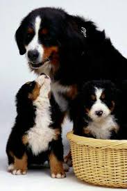 Bernese Mountain Dog Puppy Black And White Little Pups And Their Mum So Cute Bermese Mountain Dog Bernese Mountain Dog Mountain Dogs