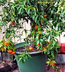 You don't have to have a big backyard, or a planting bed to grow your own fruits and vegetables. How To Grow Fruit Trees In Pots
