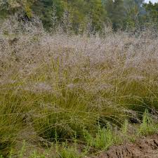 Image result for Sporobolus rigidifolius