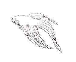 Maybe you would like to learn more about one of these? 12 Best Beta Fish Drawing Ideas Fish Drawings Beta Fish Drawing Beta Fish