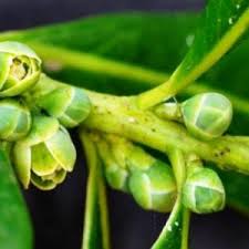 Image result for Eriosema robinsonii