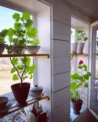 Bilden Kan Innehalla Vaxt Blomma Tabell Utomhus Och Inomhus Plants