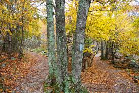 Two Roads Diverged In A Yellow Wood The Road Not Taken Forest Path Robert Frost