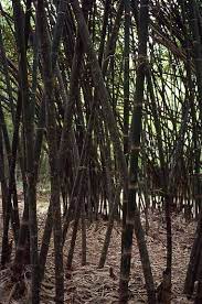 The forest research institute of malaysia's (frim) bambusetum, located on their main campus in kepong, selangor, has a collection of 45 bamboo species. Poaceae Bamboo Species Peninsular Malaysia Bamboo Garden