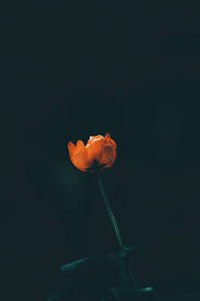 Maybe you would like to learn more about one of these? Black Background Against A Red Flower Stock Photo Free Download