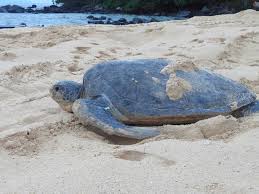 Di sarawak terdapat banyak taman negara yang boleh dilawati. 5 Taman Negara Di Kuching Yang Anda Boleh Lawati