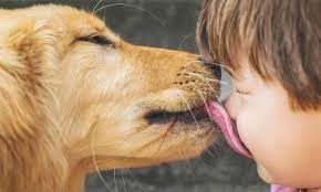 Should I Let My Dog Lick My Face Health Wellbeing The Guardian