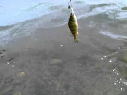 There is a small boat launch and a bit of a sandy area next to the launch, which is perfect for putting in with a kayak or canoe. Lake Quannapowitt Wakefield Ma Yellow Perch Youtube