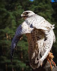 Gyrfalcon Falcon Falcons Birds Birdofprey Birdsofprey Photography Photographer Photo Capture Nikon Niko Falcon Art Animal Photography Birds Of Prey
