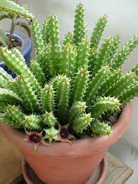Moon cacti are very easy to grow and care for, keeping their small size for a very long time. Huernia Schneideriana Red Dragon Flower World Of Succulents