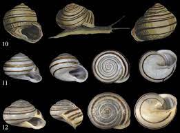 Gattung massylaea möllendorff, 1898 divertikelschnecke (massylaea vermiculata (o. Revision Of Massylaea Mollendorff 1898 Stylommatophora Helicidae