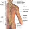 The free body diagram helps you understand and solve static and dynamic problem involving forces. 1