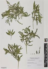 Image result for Acalypha psilostachya