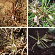 Image result for Nervilia petraea