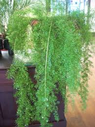 Image result for A. densiflorus Sprengeri