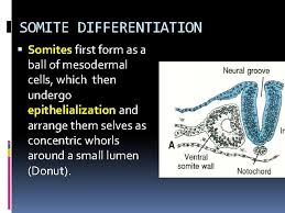 Check spelling or type a new query. Human Embryonic Period By Dr Samina Anjum Derivatives