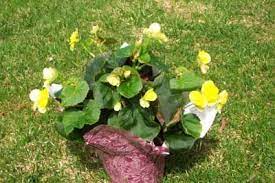 Growing Begonias How To Grow Begonia Annual Flowers Gardener S Network Annual Flowers Begonia Flowers