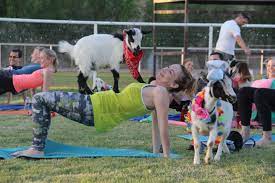 The top 10 best yoga studios in mesa, az. Goat Yoga Gilbert Class Farm April Gould Sarah Williams Phoenix New Times