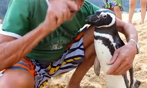 Souza competes mainly on the atp challenger tour, both in singles and doubles. An Eternally Thankful Penguin And His Savior