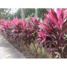 10 Inch Cordyline Asst Walmart Com Tropical Garden Plants Plants Tropical Landscaping