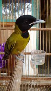 Sekarang anda juga dapat mengunduh video download suara burung kenari betina mp4. Download 87 Gambar Burung Samyong Terbaru Gratis