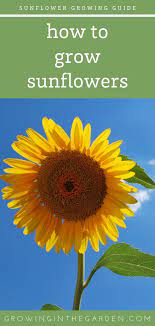 Sunflower Growing Guide In 2020 Growing Sunflowers Gardening For Beginners Organic Gardening Tips